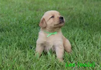 Leo, a male Golden Retriever for sale in Montezuma, GA – 2 of 7