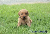 Laser, a male Golden Retriever for sale in Montezuma, GA – 1 of 6