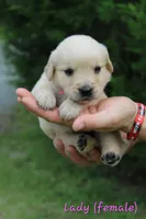 Lady, a female Golden Retriever for sale in Montezuma, GA – 2 of 6