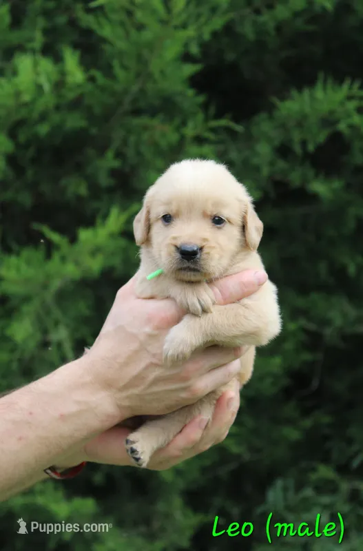 Leo – Golden Retriever puppy for sale in Montezuma, GA