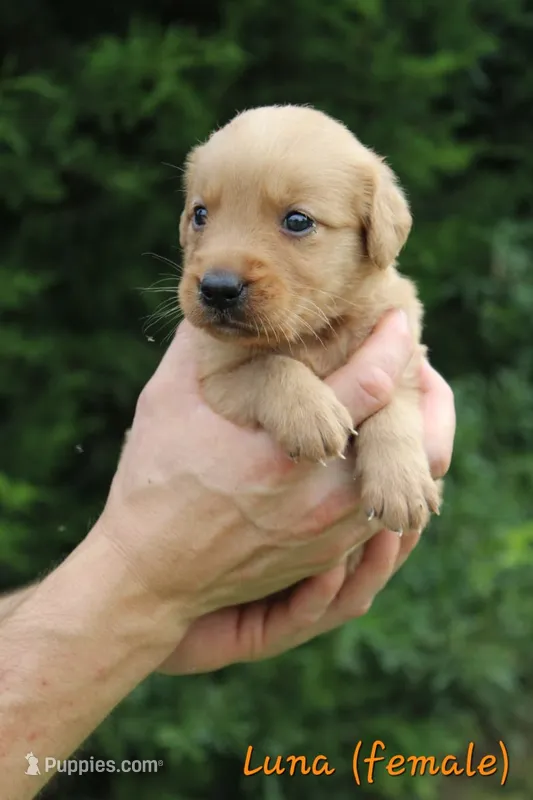 Luna – Golden Retriever puppy for sale in Montezuma, GA
