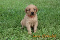 Luna, a female Golden Retriever for sale in Montezuma, GA – 2 of 5
