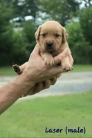 Laser, a male Golden Retriever for sale in Montezuma, GA – 2 of 6