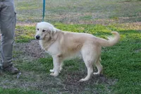 Laser, a male Golden Retriever for sale in Montezuma, GA – 6 of 6