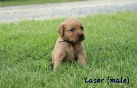 Laser, a male Golden Retriever for sale in Montezuma, GA – 3 of 6