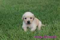 Lady, a female Golden Retriever for sale in Montezuma, GA – 3 of 6