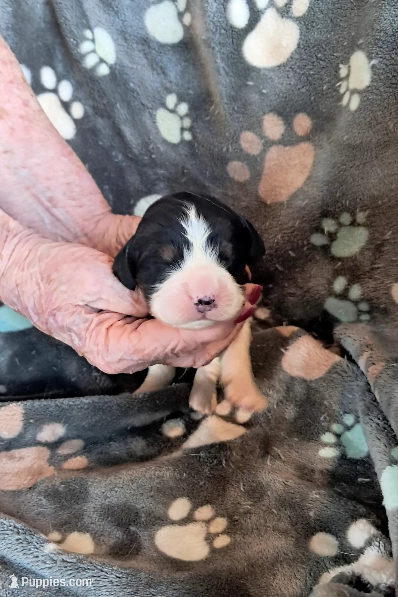 Mary, a female English Springer Spaniel for sale in Newcastle, CA – 3 of 3