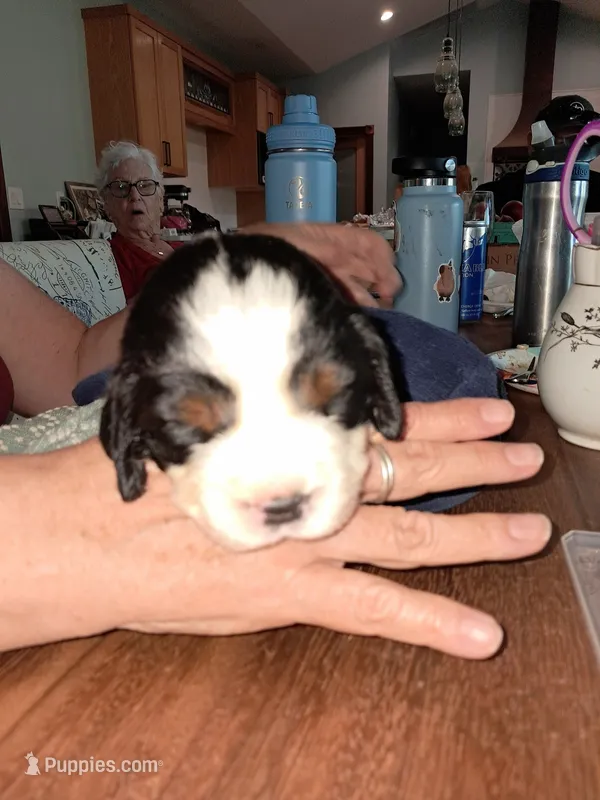 Penny – English Springer Spaniel puppy for sale in Newcastle, CA