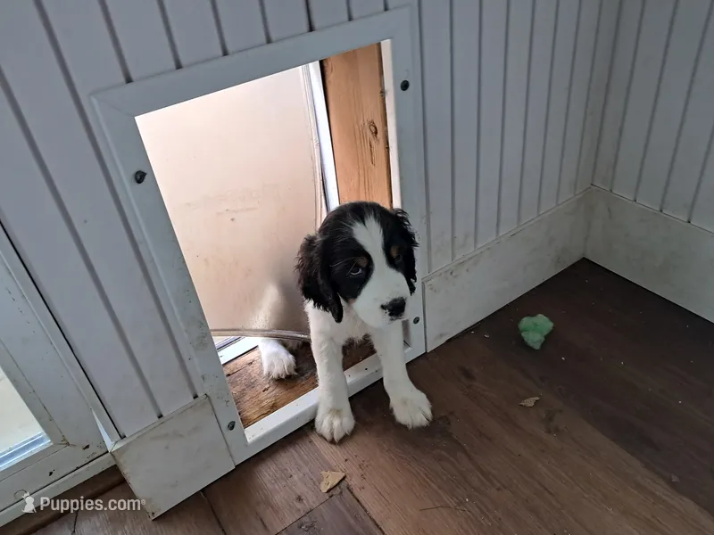 Leonard – English Springer Spaniel puppy for sale in Newcastle, CA