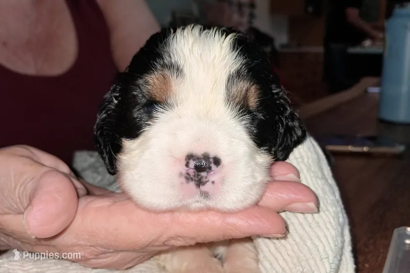 Bernadette  – English Springer Spaniel puppy for sale in Newcastle, CA