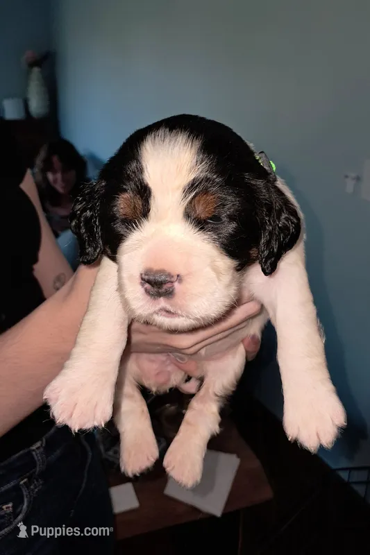 Beverly – English Springer Spaniel puppy for sale in Newcastle, CA