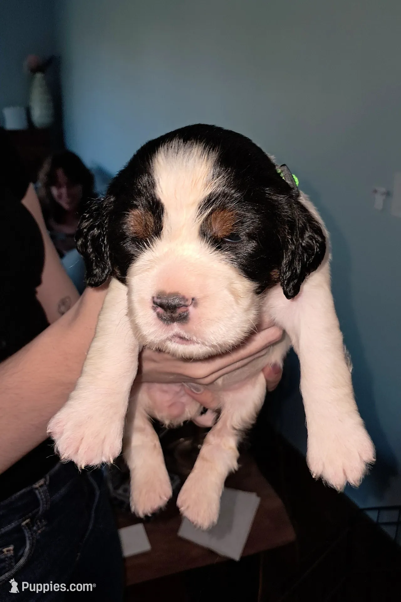 Beverly, a female English Springer Spaniel for sale in Newcastle, CA – 1 of 3