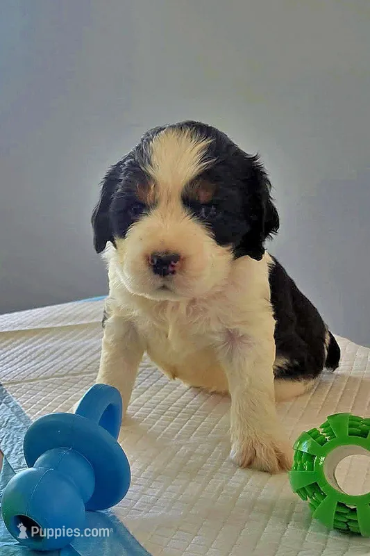 Leonard – English Springer Spaniel puppy for sale in Newcastle, CA