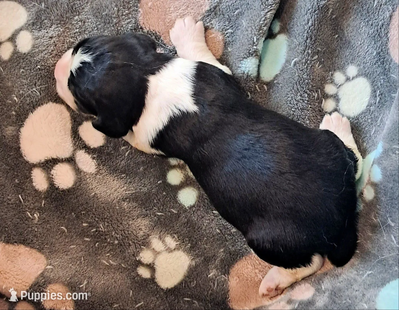 Mary, a female English Springer Spaniel for sale in Newcastle, CA – 2 of 3