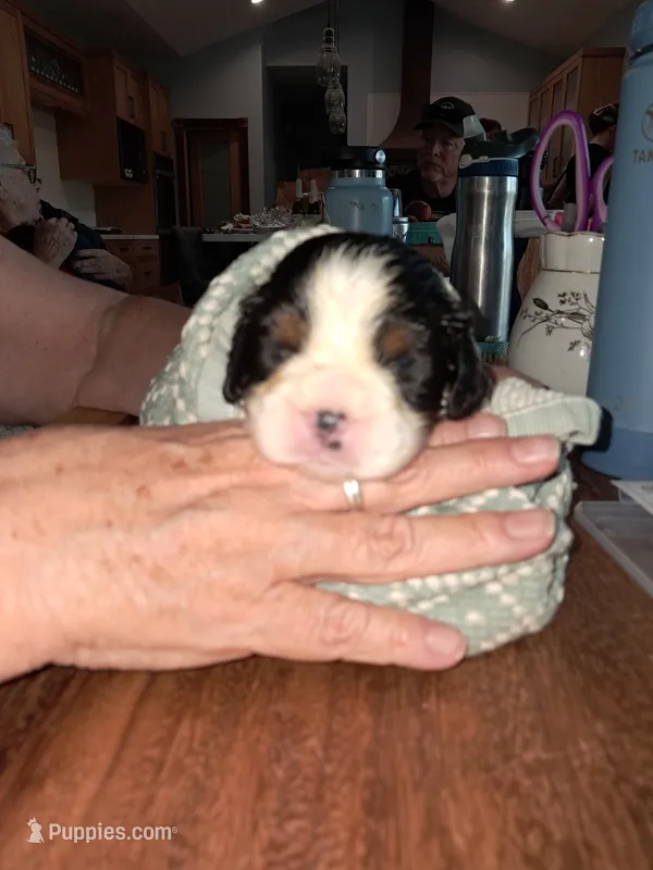 Leonard – English Springer Spaniel puppy for sale in Newcastle, CA