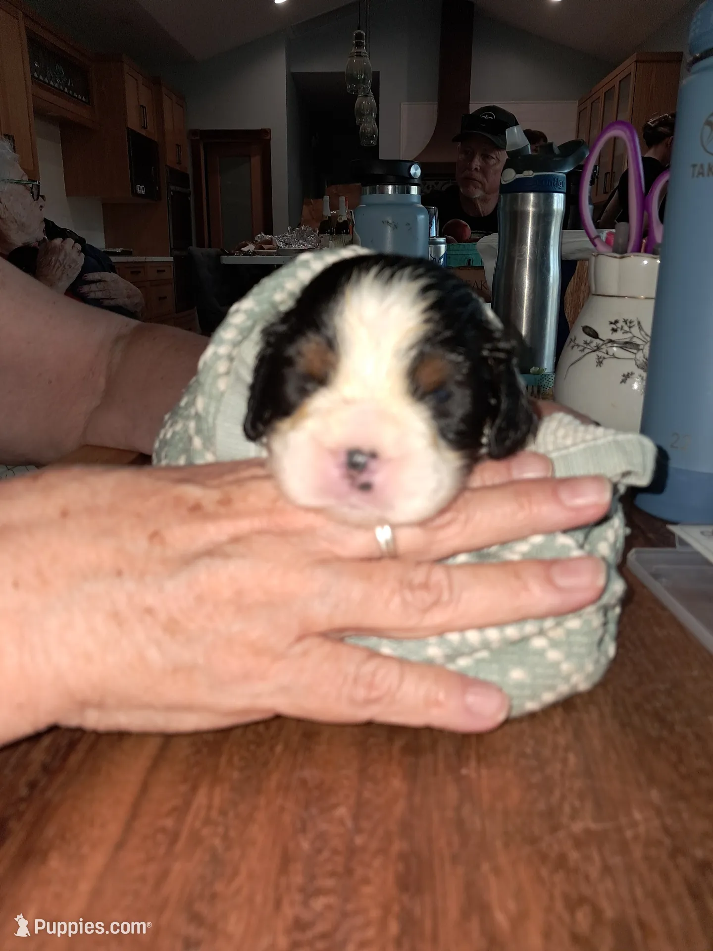 Leonard, a male English Springer Spaniel for sale in Newcastle, CA – 4 of 7