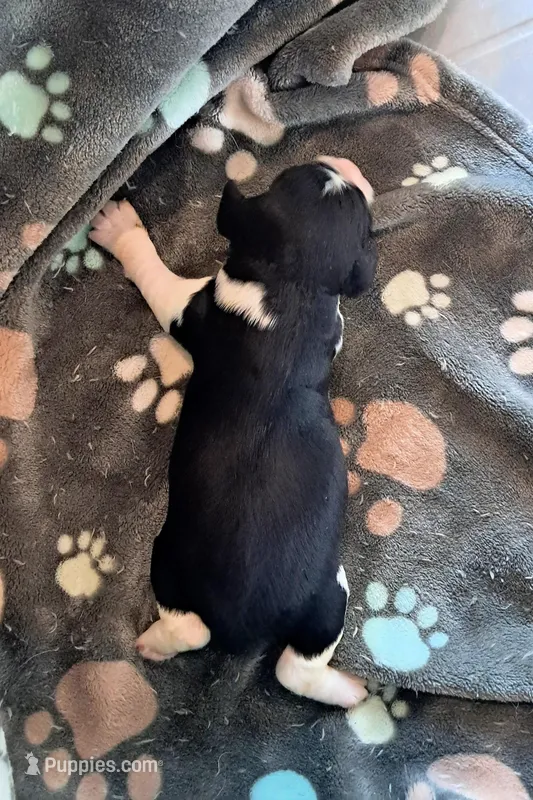 Girl 4, a female English Springer Spaniel for sale in Newcastle, CA – Photo 1 of 2