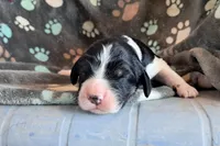 Girl 4, a female English Springer Spaniel for sale in Newcastle, CA – Photo 2 of 2