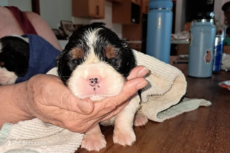 Sheldon – English Springer Spaniel puppy for sale in Newcastle, CA