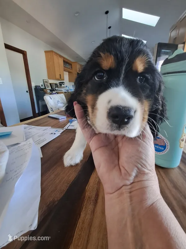 Amy – English Springer Spaniel puppy for sale in Newcastle, CA