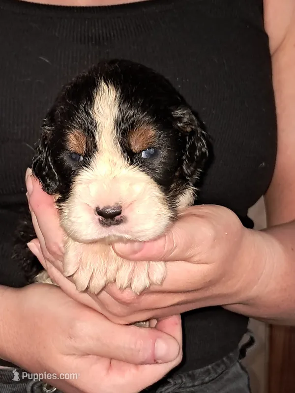 Mary – English Springer Spaniel puppy for sale in Newcastle, CA