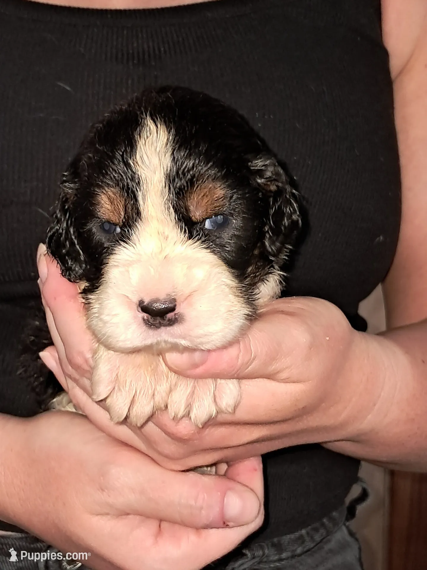 Mary, a female English Springer Spaniel for sale in Newcastle, CA – 1 of 3