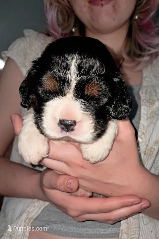 Amy – English Springer Spaniel puppy for sale in Newcastle, CA