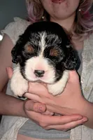 Amy, a female English Springer Spaniel for sale in Newcastle, CA – 2 of 4