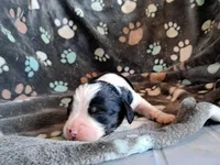 Leonard, a male English Springer Spaniel for sale in Newcastle, CA – Photo 2 of 3
