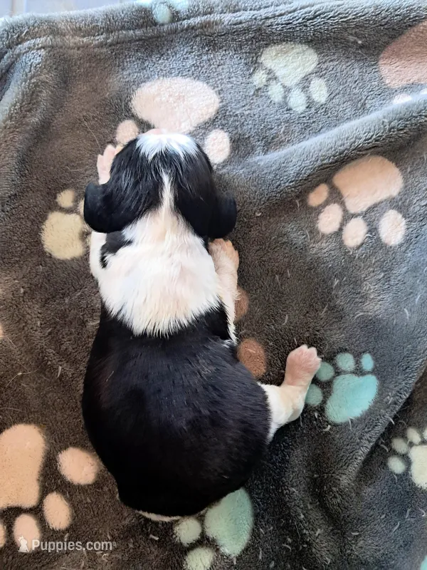 Leonard – English Springer Spaniel puppy for sale in Newcastle, CA