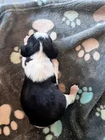 Leonard, a male English Springer Spaniel for sale in Newcastle, CA – Photo 1 of 3
