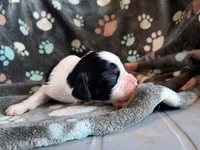 Leonard, a male English Springer Spaniel for sale in Newcastle, CA – Photo 3 of 3