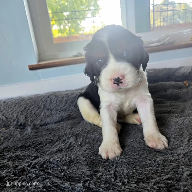 Sheldon – English Springer Spaniel puppy for sale in Newcastle, CA
