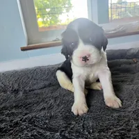 Sheldon, a male English Springer Spaniel for sale in Newcastle, CA – 1 of 4