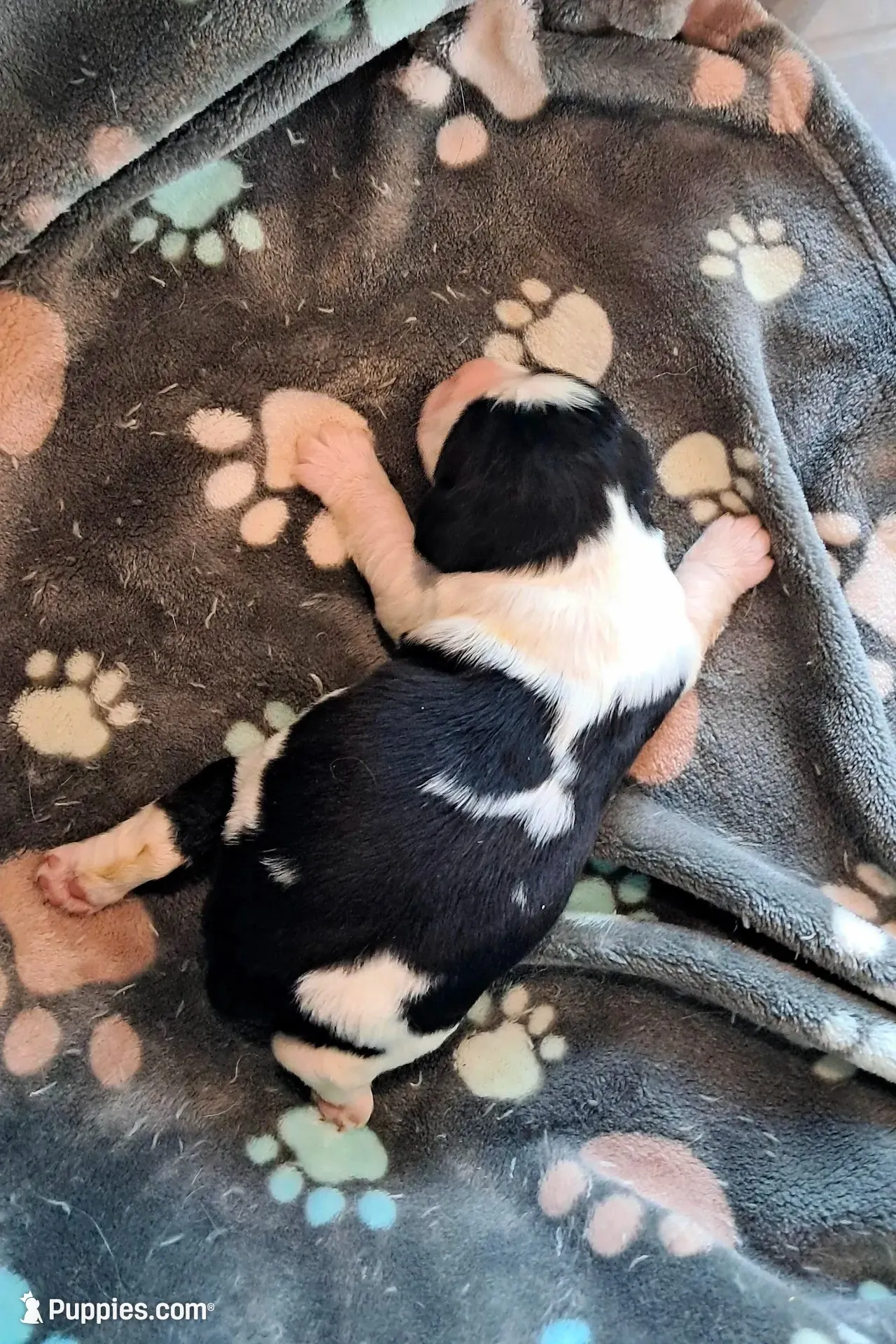 Beverly, a female English Springer Spaniel for sale in Newcastle, CA – 2 of 3
