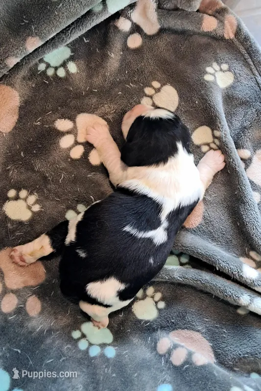 Girl 3, a female English Springer Spaniel for sale in Newcastle, CA – Photo 1 of 2