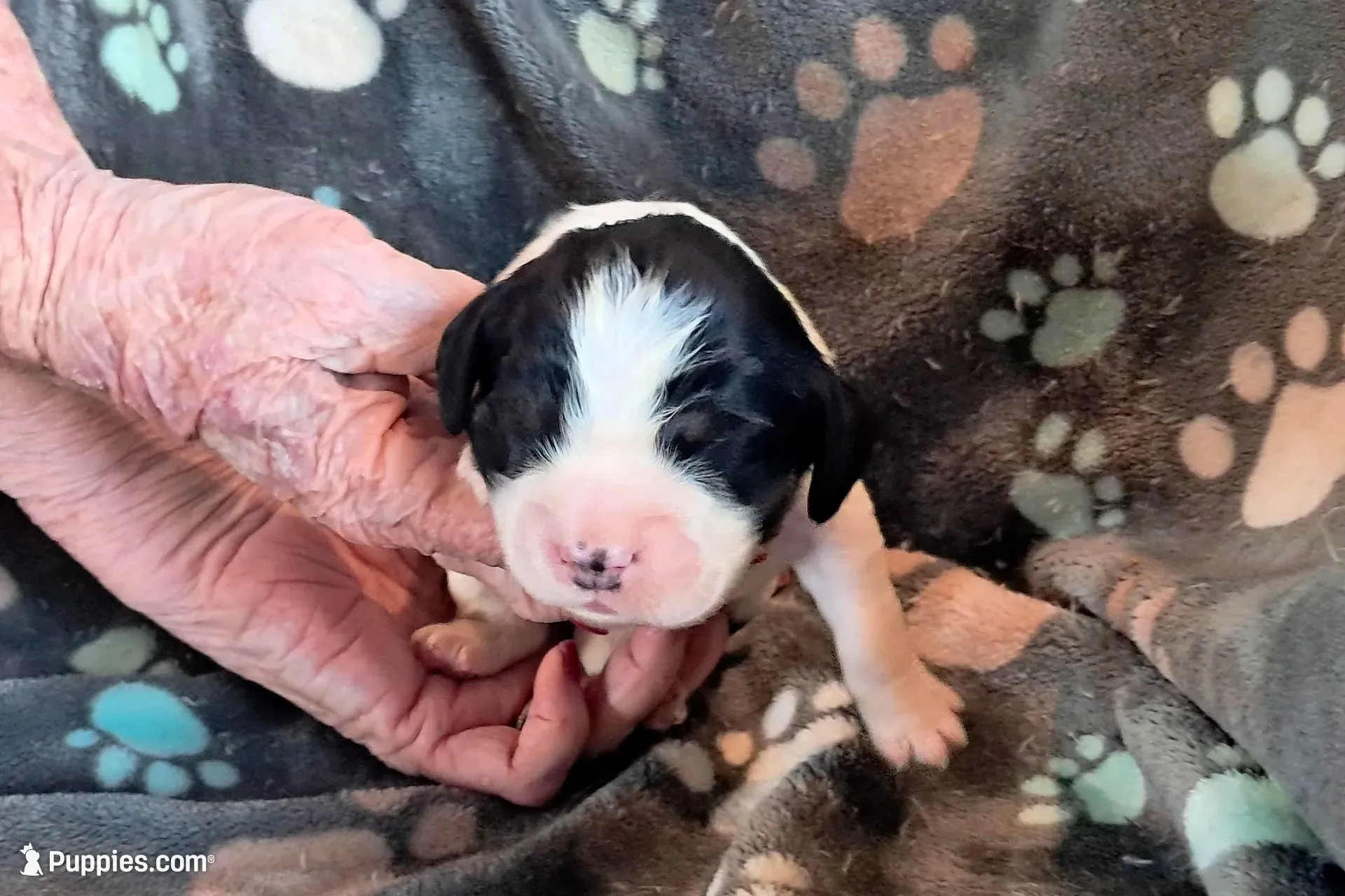 Beverly, a female English Springer Spaniel for sale in Newcastle, CA – 3 of 3
