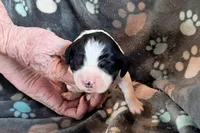 Girl 3, a female English Springer Spaniel for sale in Newcastle, CA – Photo 2 of 2