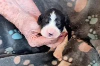 Girl 2 , a female English Springer Spaniel for sale in Newcastle, CA – Photo 2 of 2