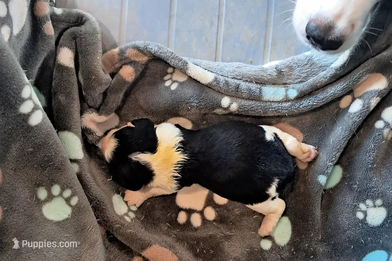 Girl 2 , a female English Springer Spaniel for sale in Newcastle, CA – Photo 1 of 2