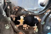 Girl 2 , a female English Springer Spaniel for sale in Newcastle, CA – Photo 1 of 2