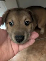 Pinky pie, a female Belgian Malinois and Alaskan Husky for sale in Converse, TX – 3 of 3