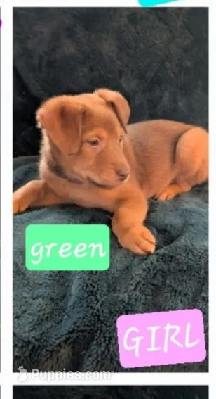 Green – Belgian Malinois, Alaskan Husky puppy for sale in Converse, TX