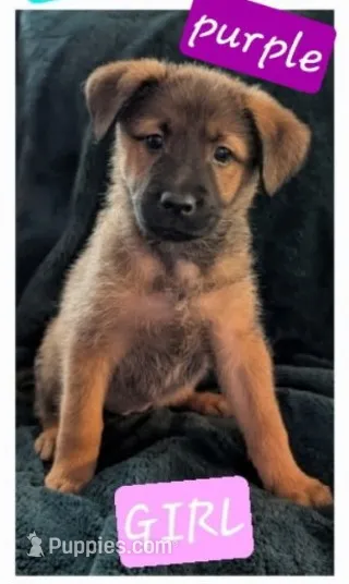 Purple – Belgian Malinois, Alaskan Husky puppy for sale in Converse, TX