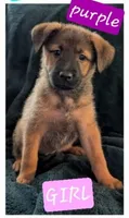 Purple, a male Belgian Malinois and Alaskan Husky for sale in Converse, TX – 1 of 1