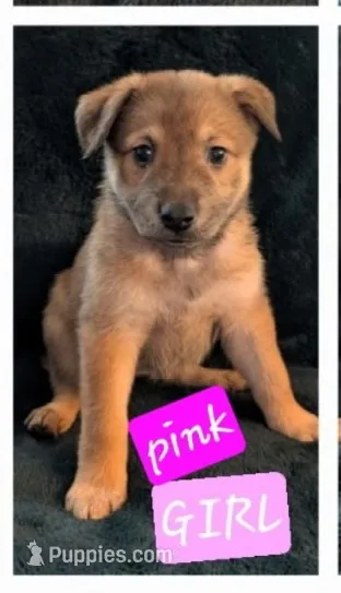 Pinky pie – Belgian Malinois, Alaskan Husky puppy for sale in Converse, TX