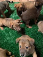 Pinky pie, a female Belgian Malinois and Alaskan Husky for sale in Converse, TX – 2 of 3