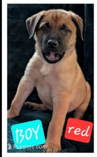 Red – Belgian Malinois, Alaskan Husky puppy for sale in Converse, TX