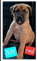 Red, a male Belgian Malinois and Alaskan Husky for sale in Converse, TX – 1 of 1
