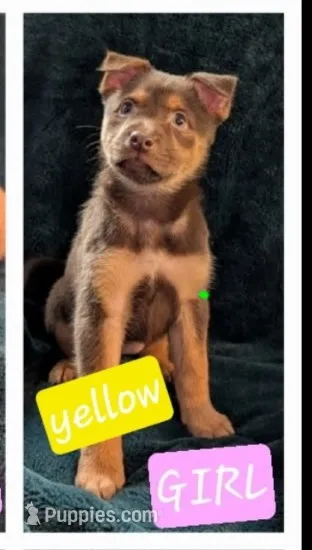 Yellow  – Belgian Malinois, Alaskan Husky puppy for sale in Converse, TX